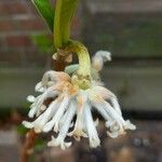 Edgeworthia chrysantha Λουλούδι