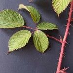 Rubus bertramii Övriga