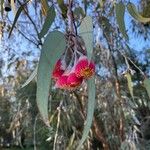 Eucalyptus caesia 花