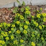 Euphorbia verrucosa Flower