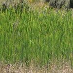 Typha orientalis Habit