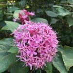 Clerodendrum bungeiКветка