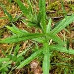 Jacobaea paludosa Leaf