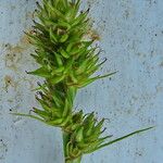 Carex vulpina Kvet