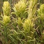 Castilleja cusickii عادت داشتن