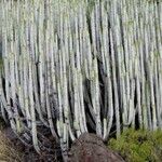 Euphorbia canariensis Autre