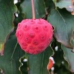 Cornus kousa Frucht