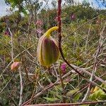 Epidendrum jamiesonis Plod