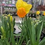 Narcissus pseudonarcissus Žiedas