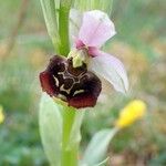 Ophrys holosericea Blüte