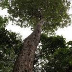 Combretum celastroides Habitus