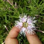 Dianthus superbus L. (Prachtnelke)Blomst