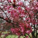 Prunus campanulata Kwiat