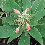 Kohleria spicata Цветок