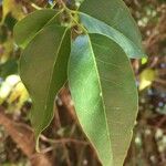 Olax dissitiflora Leaf