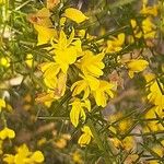 Ulex parviflorus Květ