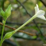 Nicotiana quadrivalvis Flor