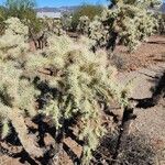 Cylindropuntia fulgida Folha