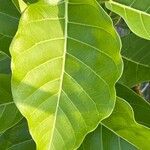 Ficus lutea Folha