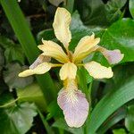 Iris foetidissima Flower