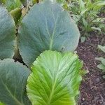 Bergenia crassifolia Blad