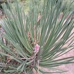 Pinus nigra Leaf