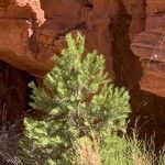 Pinus edulis Hoja