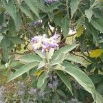 Solanum mauritianum Leaf