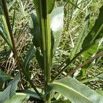 Cirsium canum പുറംതൊലി