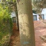 Brachychiton discolor Corteza