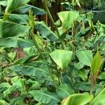 Hedychium greenii Hoja
