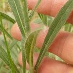 Pilosella echioides Leaf