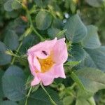Rosa pouzinii Blüte