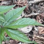 Cardamine pentaphyllos Leaf