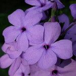 Eranthemum purpurascens Flower