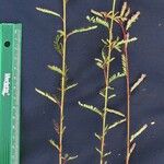 Phyllanthus stipulatus その他の提案