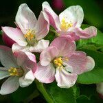 Malus pumila Bloem