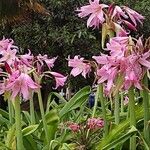 Crinum × powellii Flower