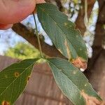 Quercus fusiformis Hoja