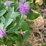 Elsholtzia stauntonii Flor