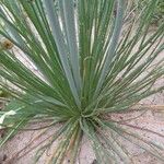 Asphodelus tenuifolius Leaf