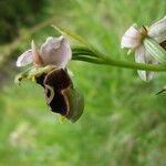 Ophrys fuciflora പുഷ്പം