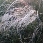 Stipa pennata Φύλλο