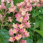 Aesculus × carneaBlomst