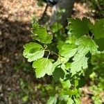 Ribes alpinum Fuelha