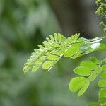 Samanea saman Leaf