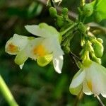 Cardiospermum grandiflorum Fula