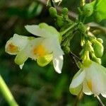 Cardiospermum grandiflorum Blüte