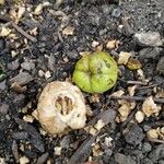 Carya tomentosa Fruit