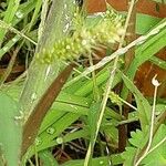 Setaria verticillata പുറംതൊലി